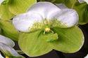 Vanda sanderiana alba